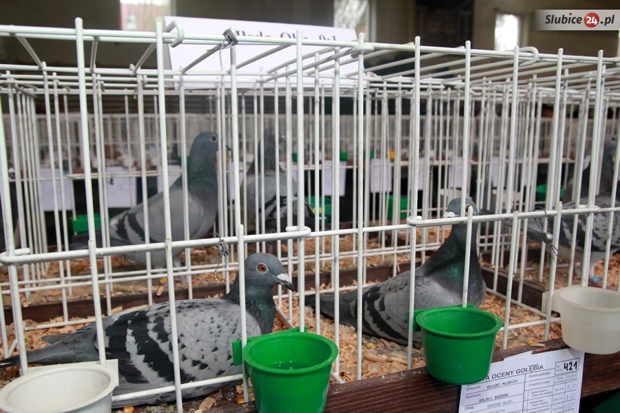 wystawa gołębi Słubice
