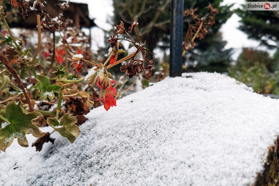 Śnieg w Słubicach