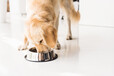 thumb golden retriever eating dog food from metal bowl 2022 11 02 00 11 19 utc