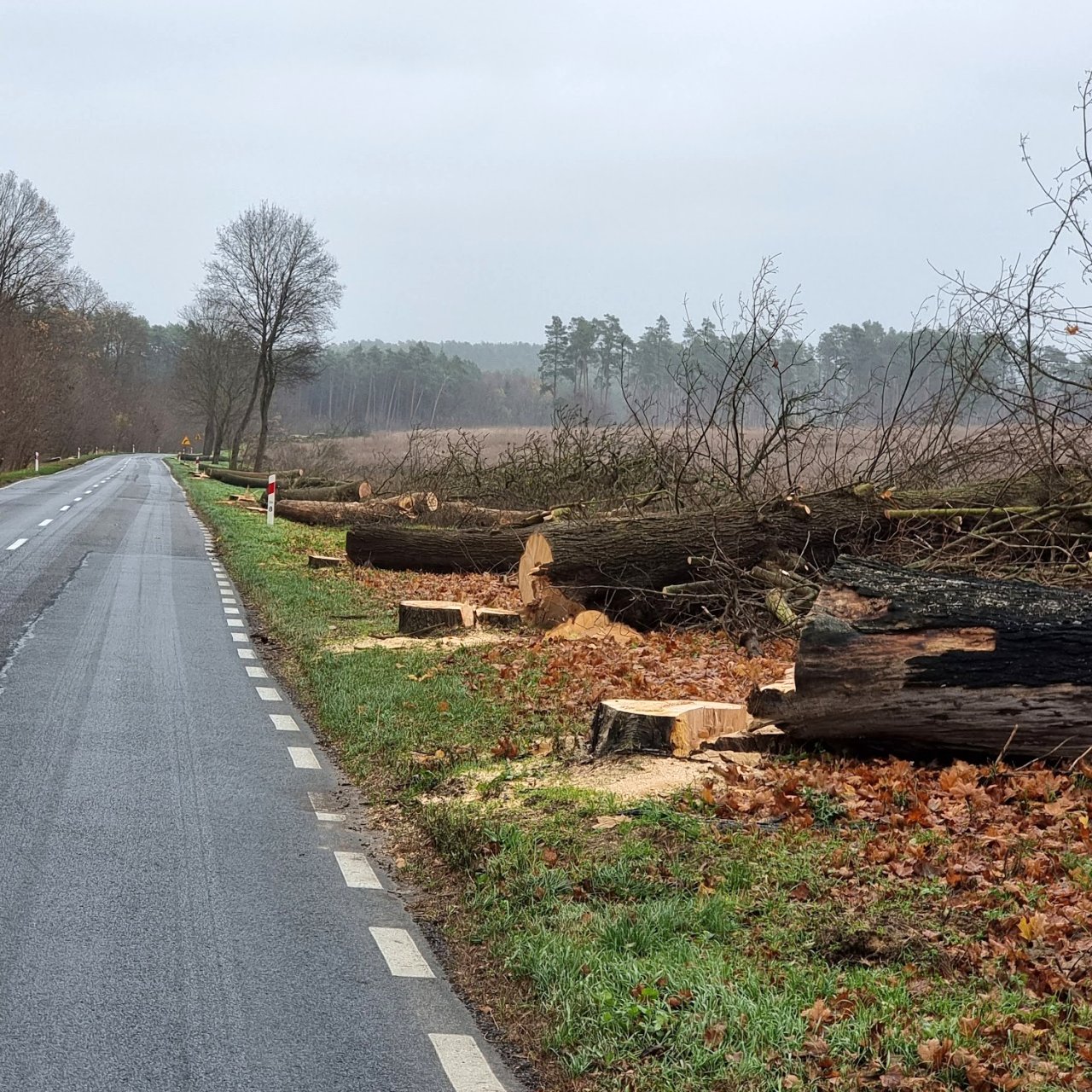Zarząd Dróg Wojewódzkich odpowiedział w sprawie wycinki drzew