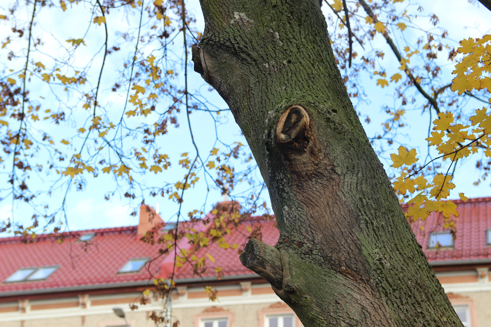 Dziupla zaprasza na spotkania o drzewach