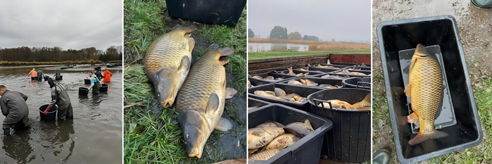 Villa Dudziak w Słubicach oferuje smaczne i zdrowe ryby z rodzinnej hodowli