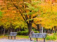 Beautiful natural scenery. Autumn leaves in a Japanese park.