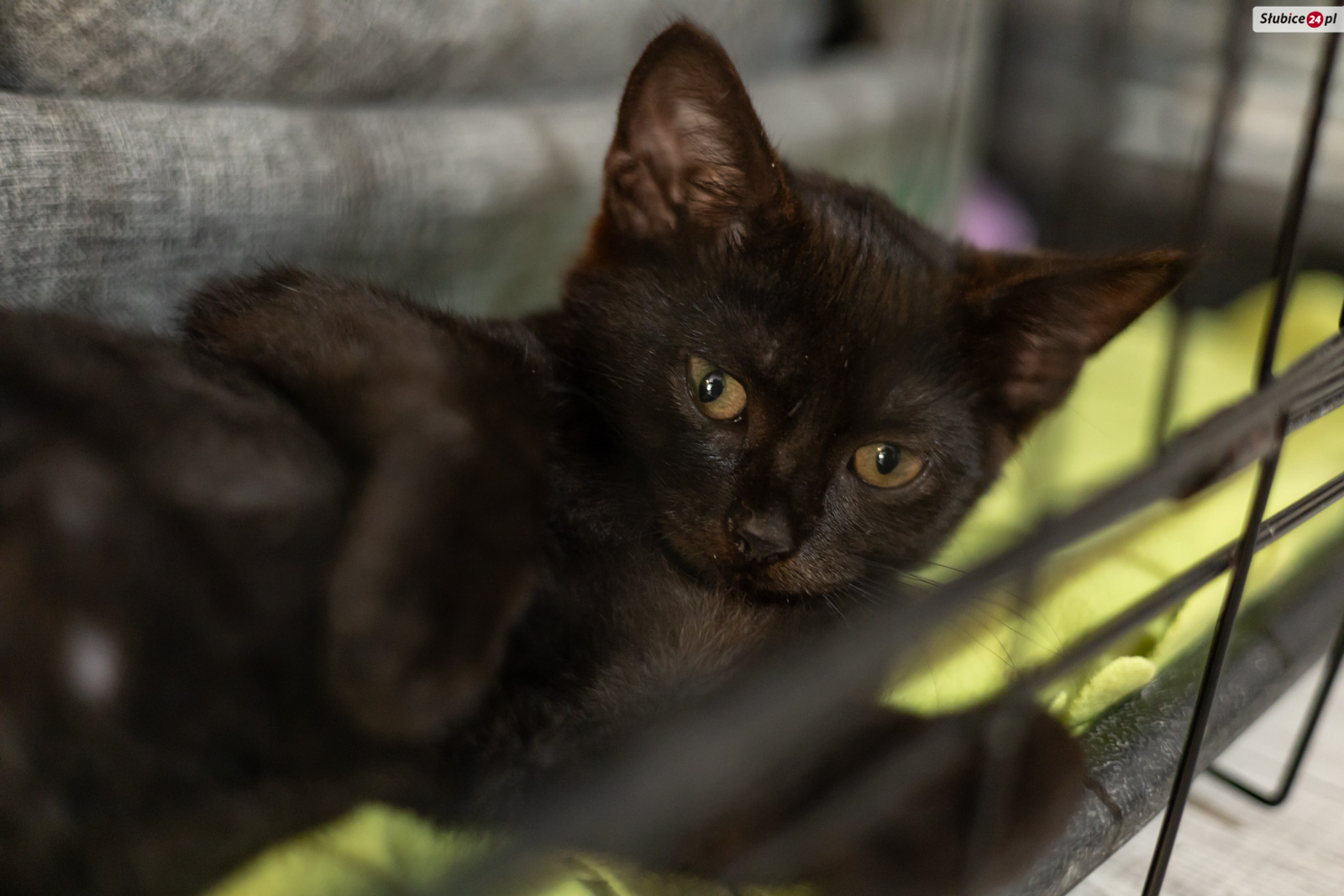 Słubickie Stowarzyszenie na Rzecz Zwierząt „Szarik” organizuje spotkania o bezdomności kotów