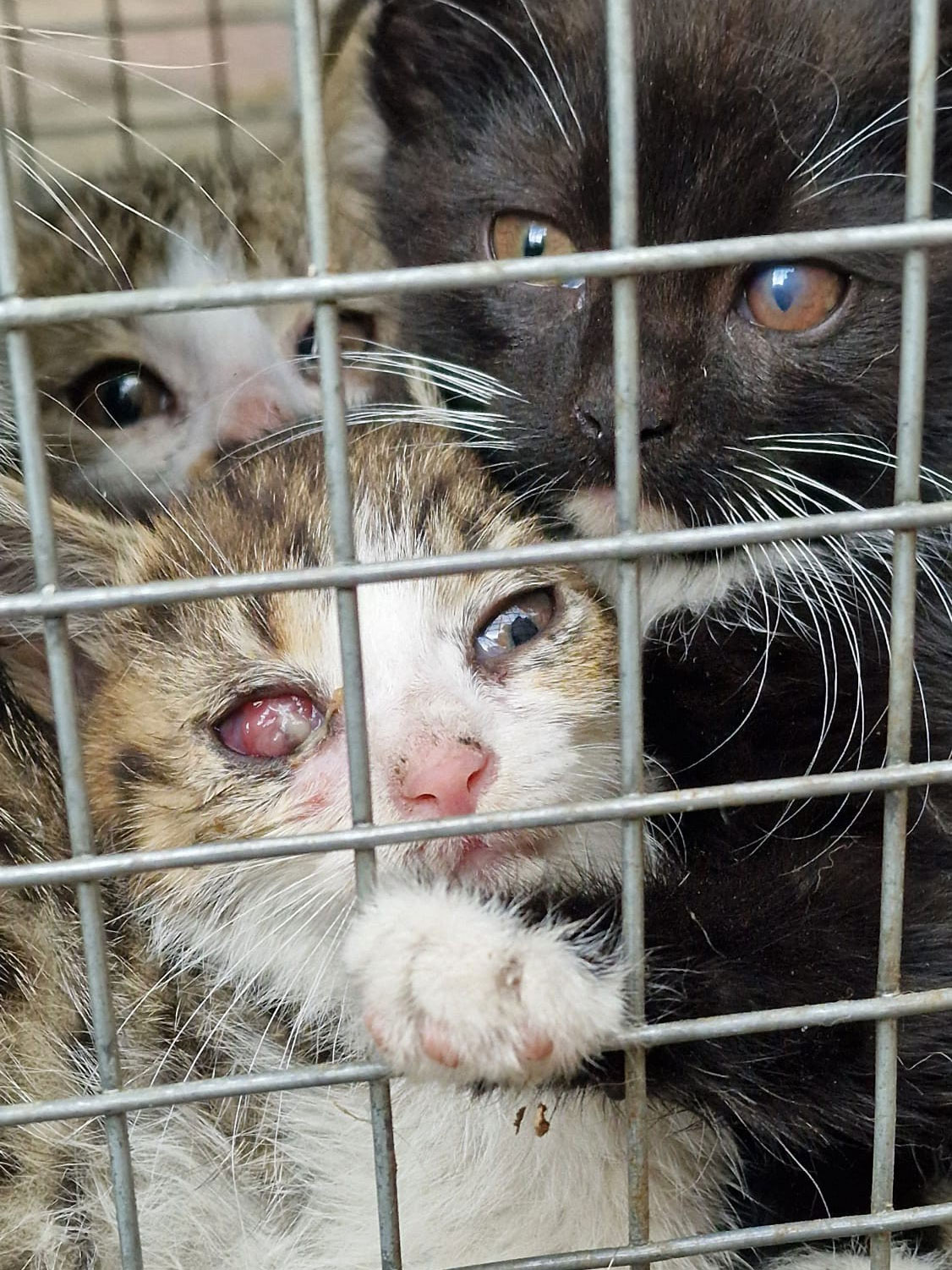 Pod opiekę „Szarika” trafiło właśnie pięcioro kociąt i ich matka