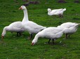 thumb goose 3710146 1280