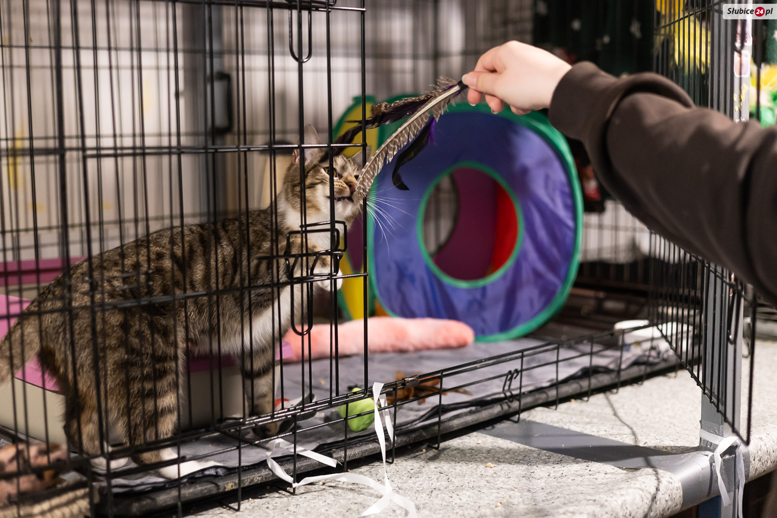 Dzień Kota w słubickim „Szariku”